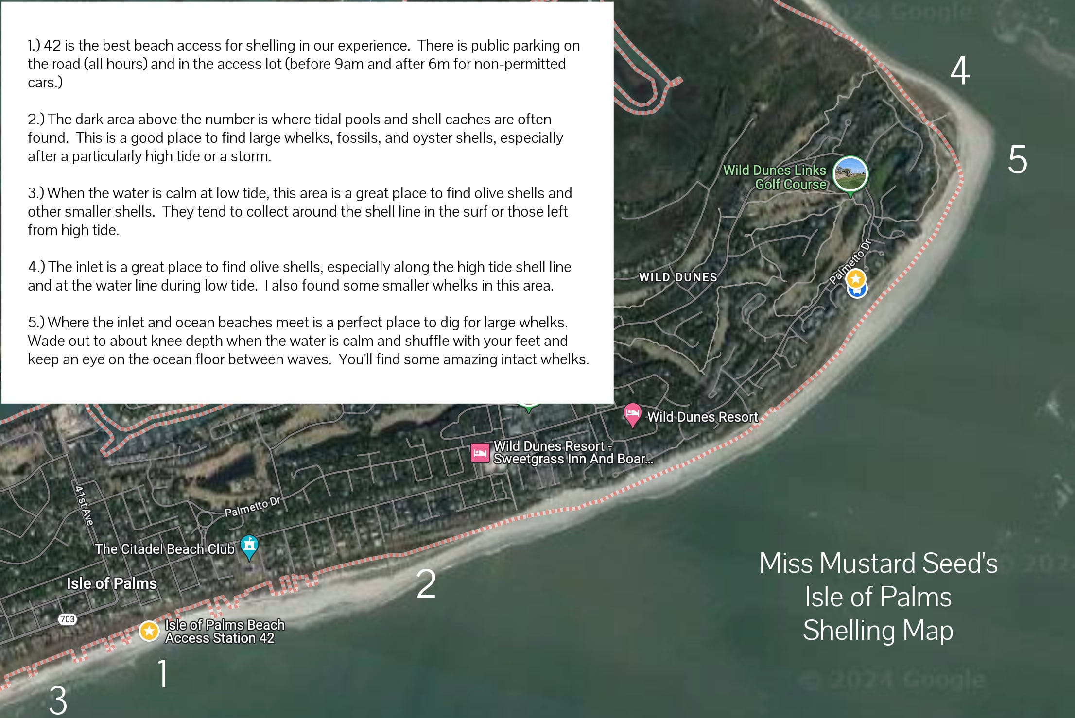 isle of palms and wild dunes shelling guide | south carolina | beach combing | miss mustard seed